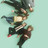 Kaiser Chiefs