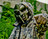 MF Doom